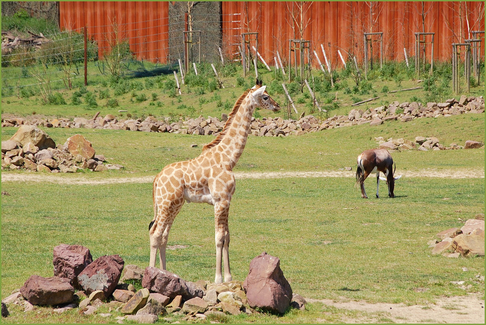 Giraffen Nachwuchs "Luke"