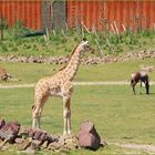 Giraffen Nachwuchs "Luke"