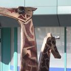 Giraffen Nahrung