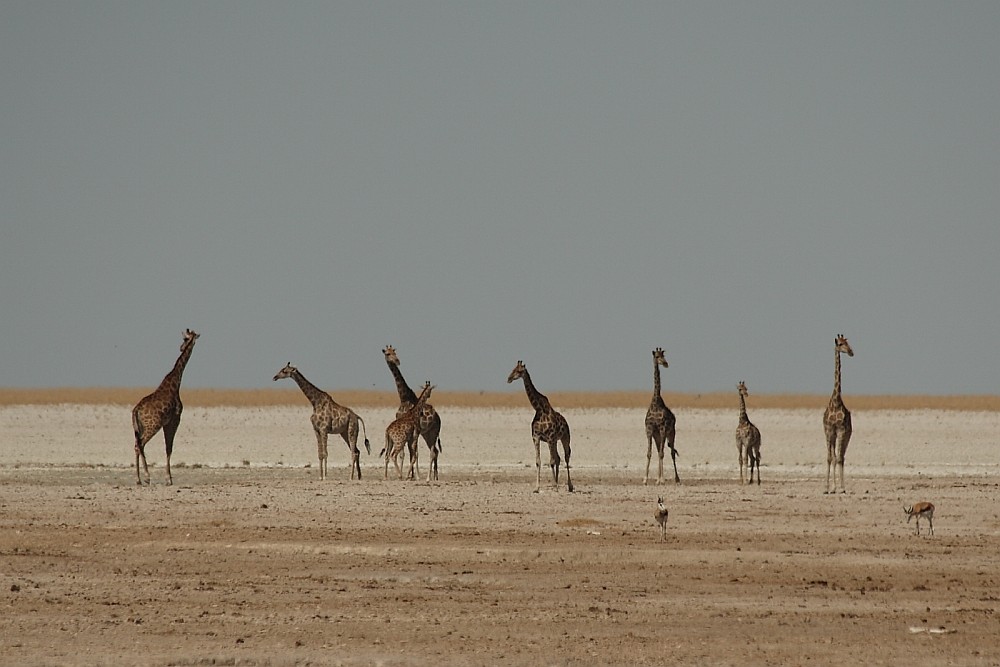 Giraffen / Namibia