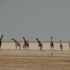 Giraffen / Namibia