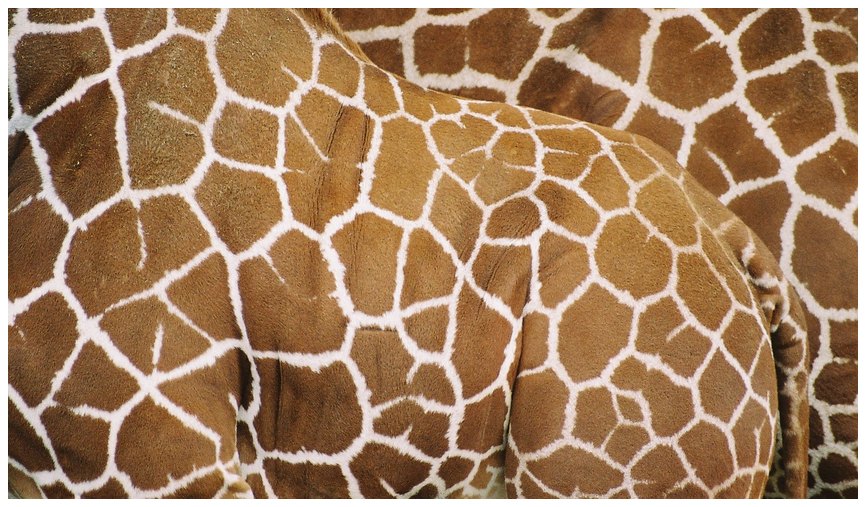 Giraffen - Netz