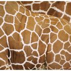 Giraffen - Netz