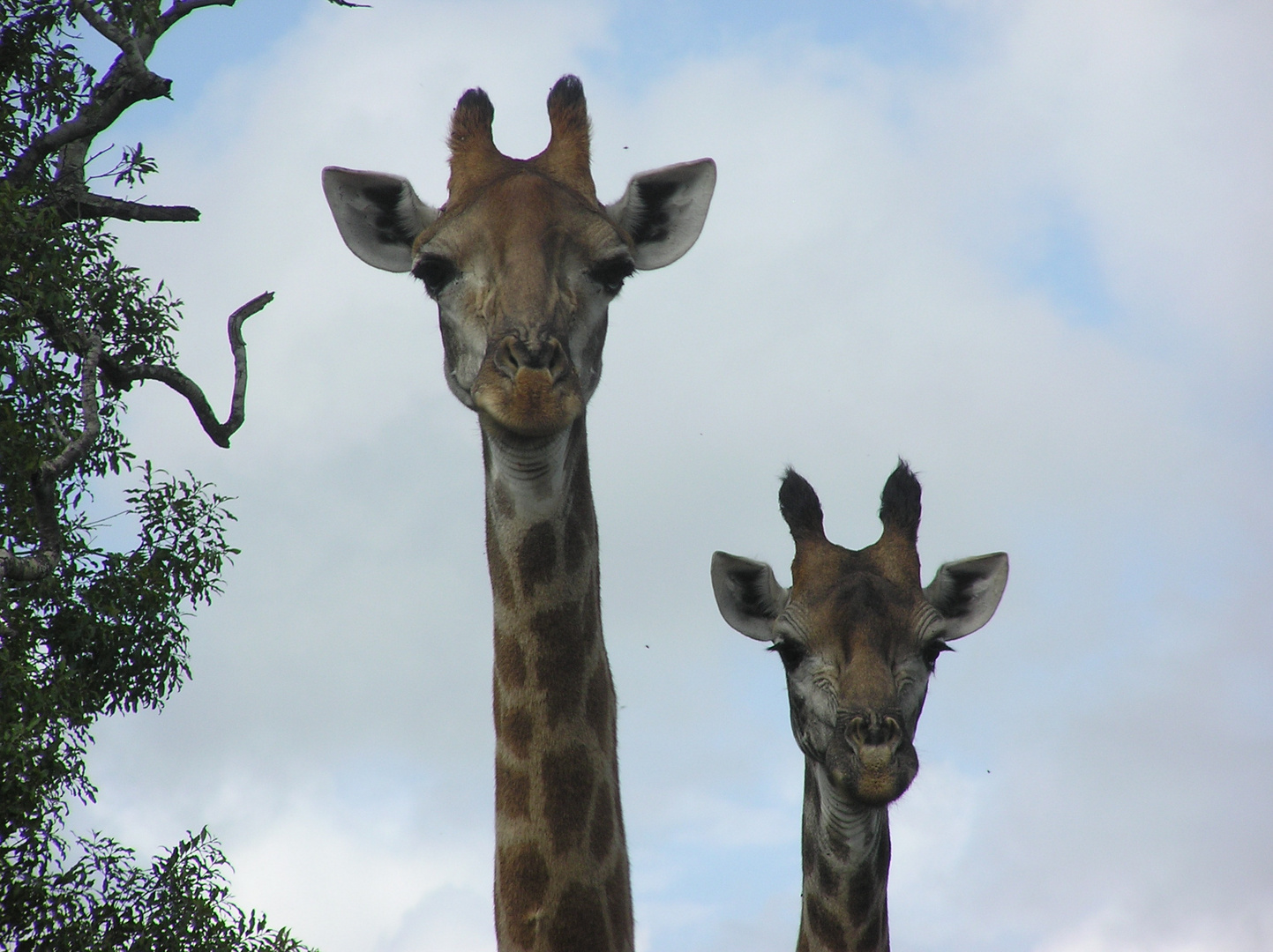 Giraffen neugierig