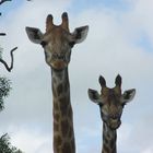 Giraffen neugierig