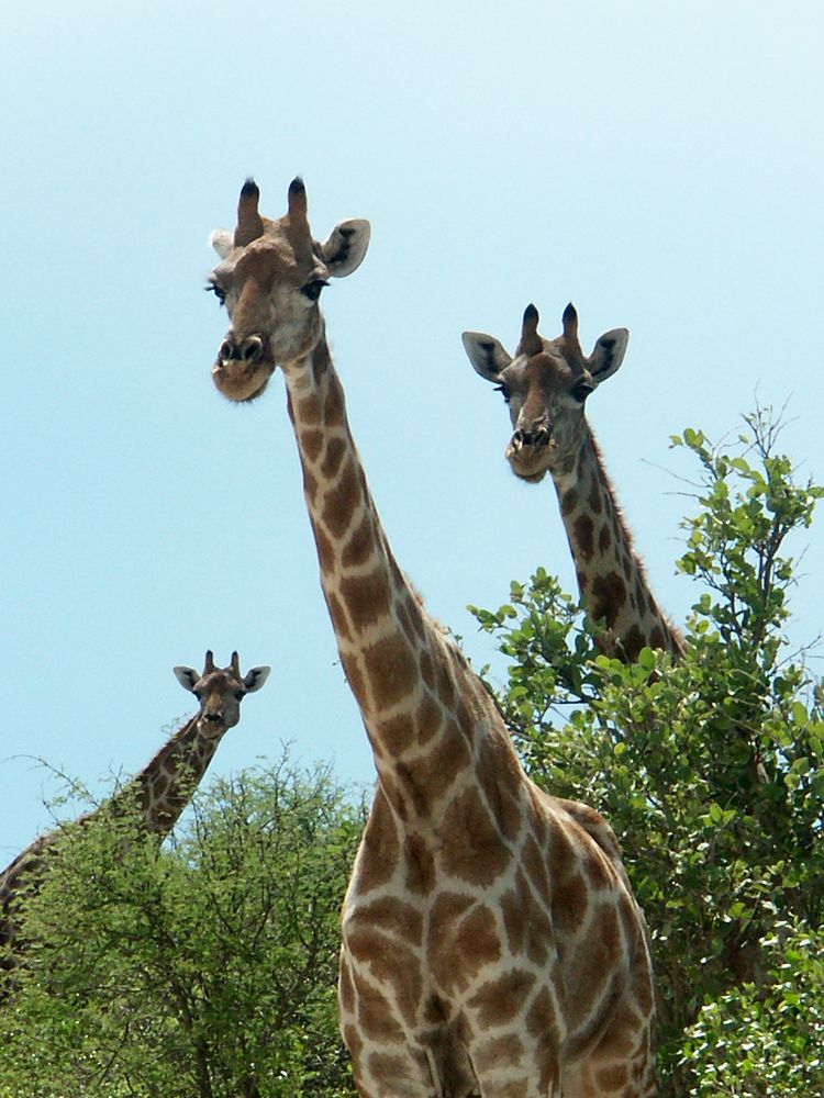 Giraffen - neugierig