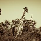 Giraffen No. 6