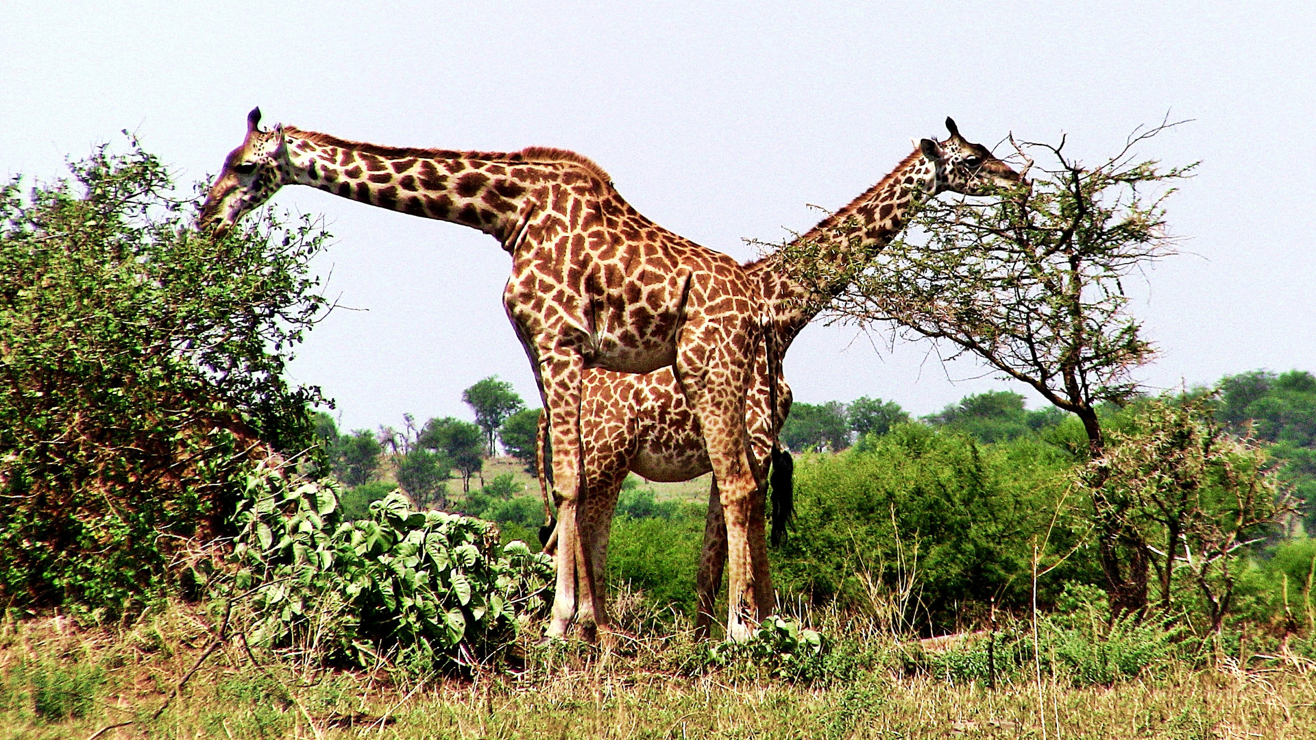 Giraffen-Paar