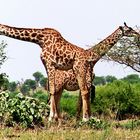 Giraffen-Paar