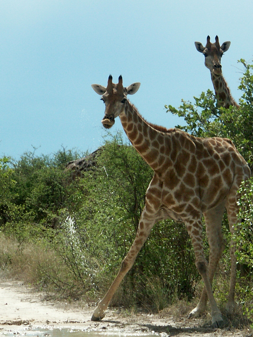 Giraffen-Paar