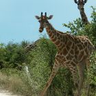 Giraffen-Paar