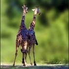 Giraffen Paarung