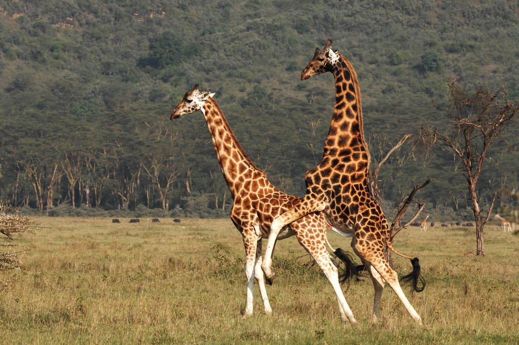 Giraffen Paarung oder ein Liebes Tanz...