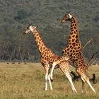 Giraffen Paarung oder ein Liebes Tanz...