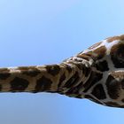 Giraffen Pano