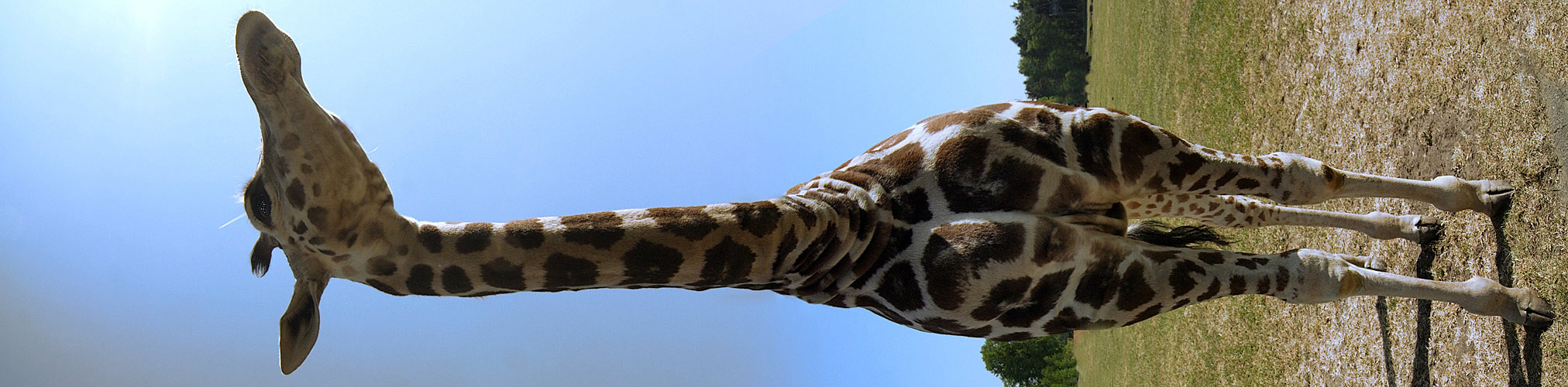 Giraffen Pano