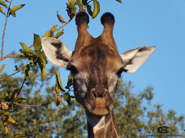 Giraffen Porträt @ Sabie Sands (Südafrika)