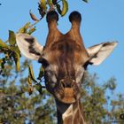 Giraffen Porträt @ Sabie Sands (Südafrika)