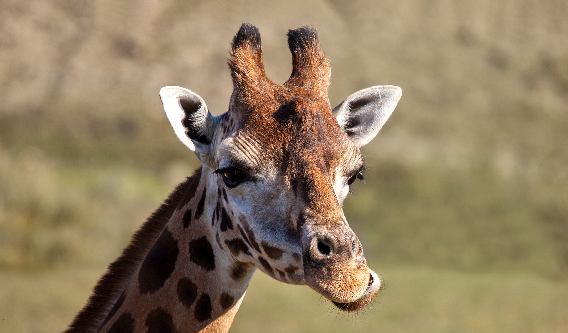 Giraffen-Portrait 003 