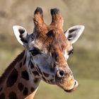 Giraffen-Portrait 003 