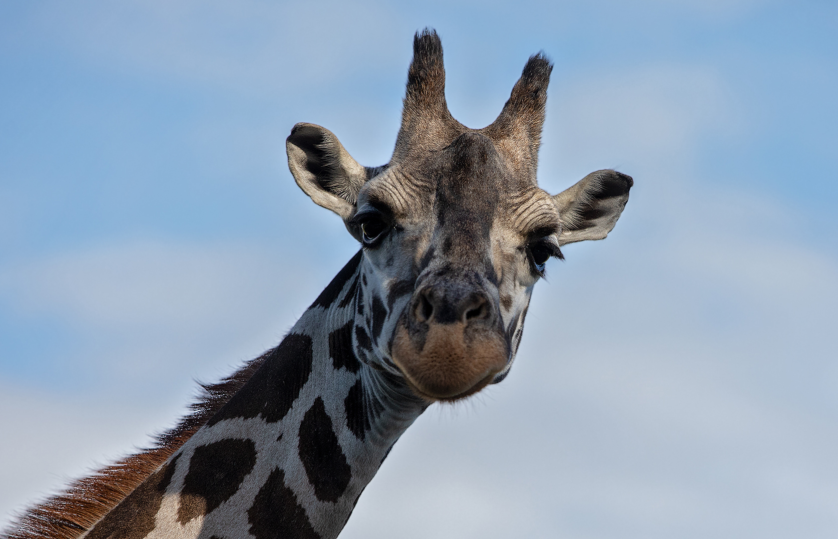 Giraffen-Portrait 003