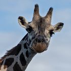 Giraffen-Portrait 003