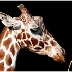 Giraffen-Portrait