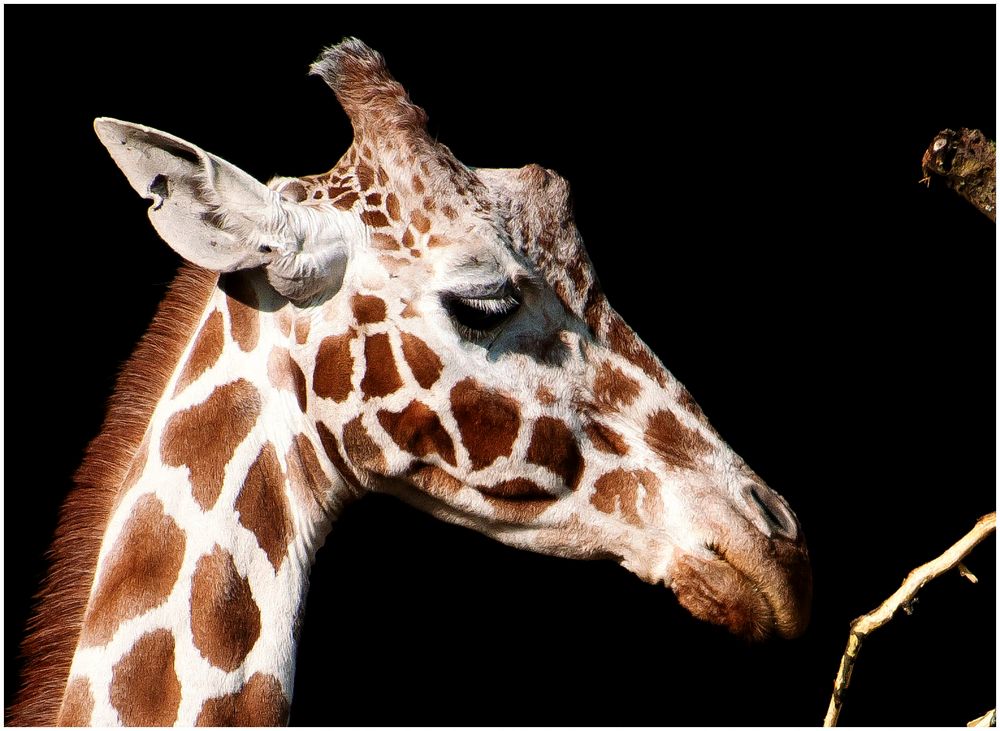 Giraffen-Portrait