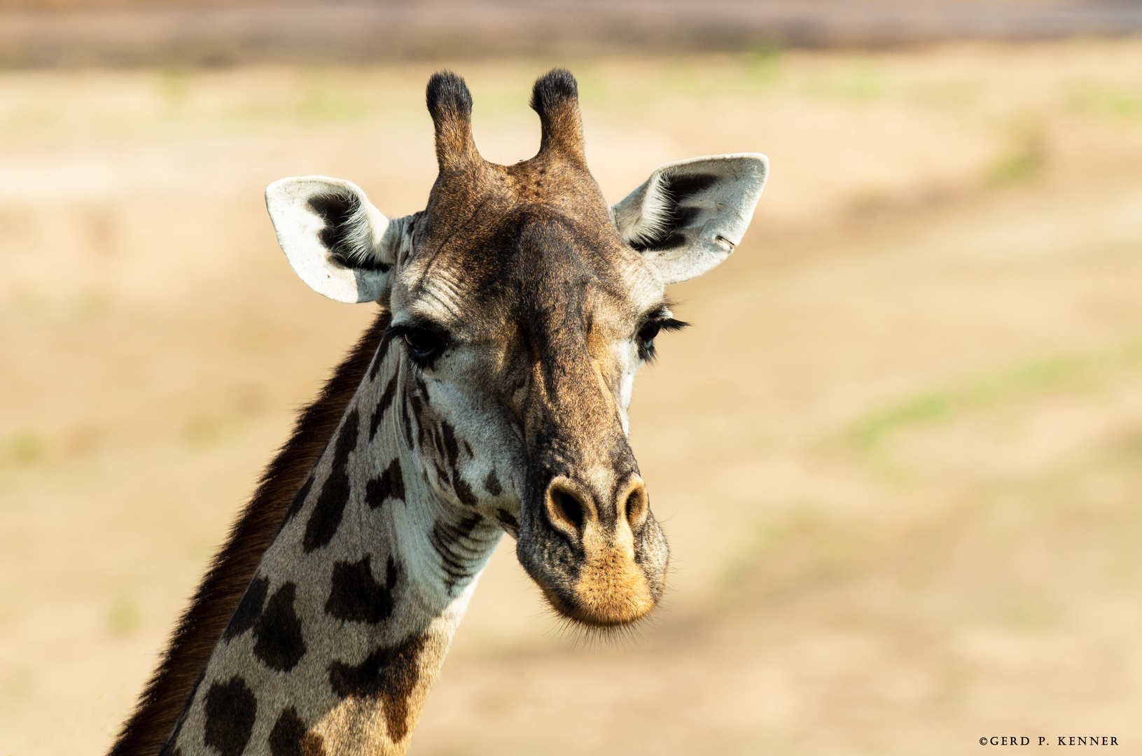 Giraffen Portrait 02