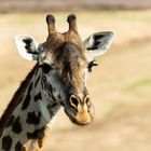 Giraffen Portrait 02