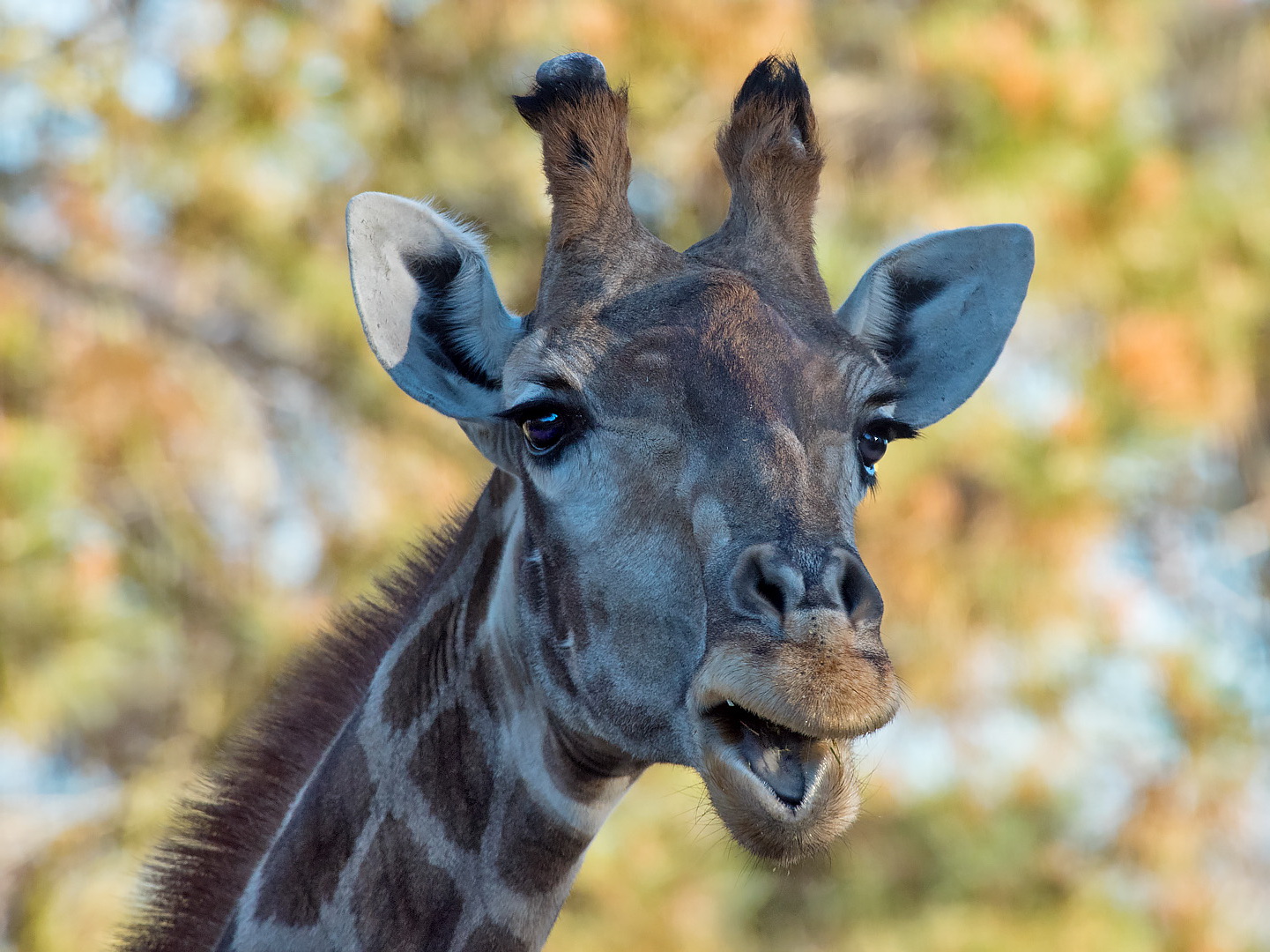 Giraffen Portrait 