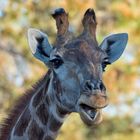 Giraffen Portrait 