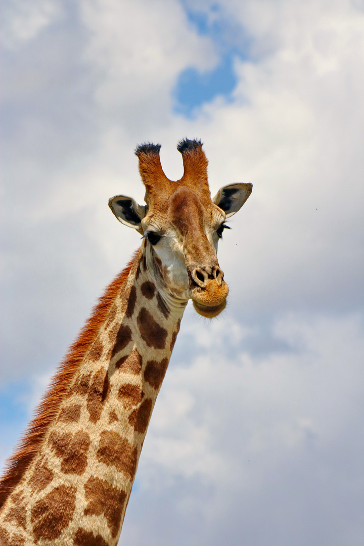 Giraffen Portrait 1460