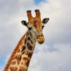 Giraffen Portrait 1460