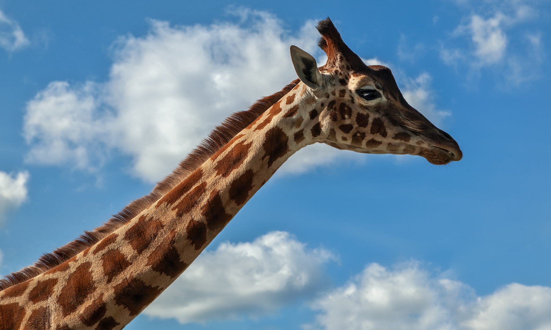 Giraffen-Portrait 