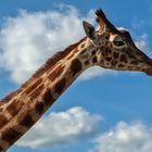 Giraffen-Portrait 