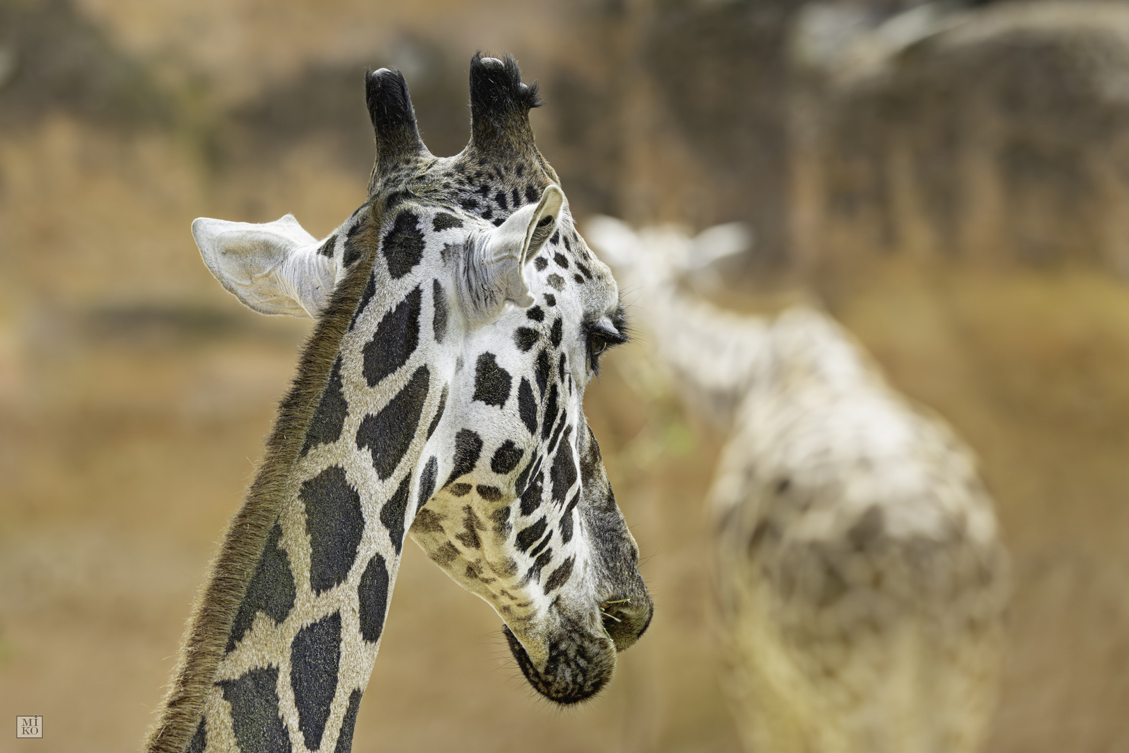 Giraffen-Portrait