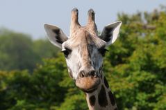 Giraffen Portrait