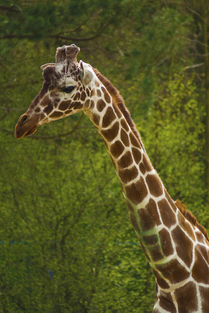 Giraffen Portrait