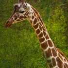 Giraffen Portrait