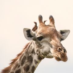 Giraffen-Portrait