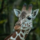 Giraffen-Portrait