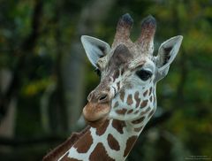 Giraffen-Portrait