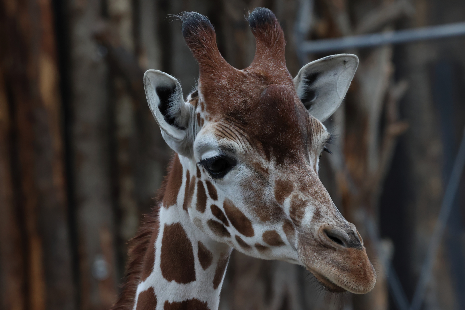 Giraffen Portrait