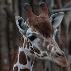 Giraffen Portrait