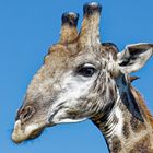 Giraffen-Portrait