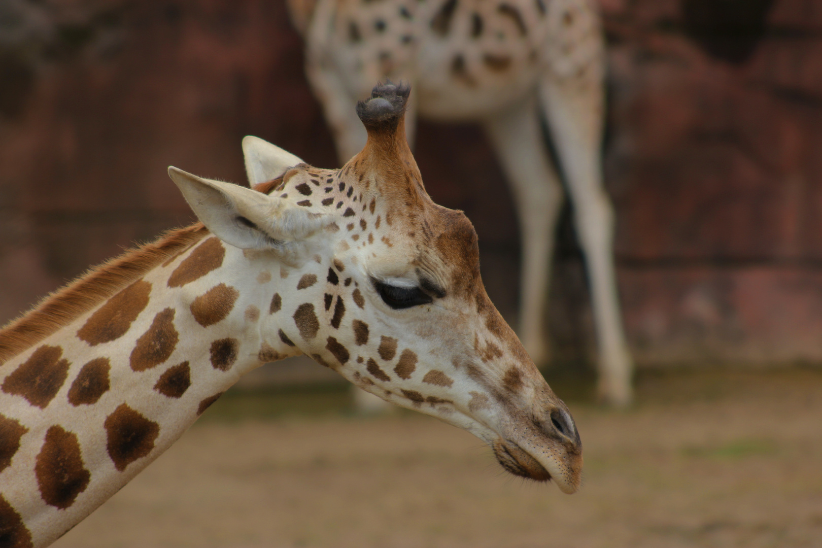 Giraffen-Portrait