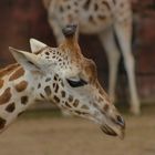 Giraffen-Portrait