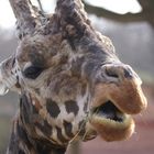 Giraffen-Portrait