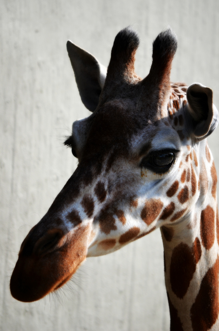 Giraffen Portrait